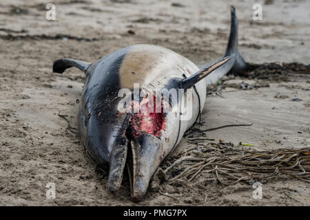 Eine gemeinsame Dolphin gewaschen mit einer Gesichtsbehandlung gash und viele Narben, die bis an den Strand in den frühen Stunden des Morgens gewaschen, nachdem die Stürme über Mais ausbreiten Stockfoto