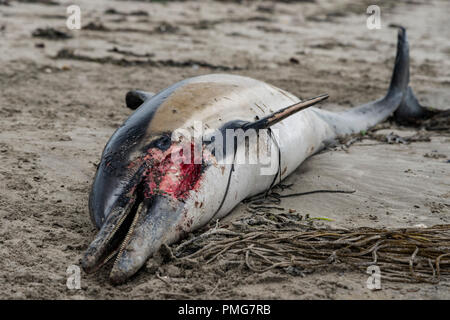 Eine gemeinsame Dolphin gewaschen mit einer Gesichtsbehandlung gash und viele Narben, die bis an den Strand in den frühen Stunden des Morgens gewaschen, nachdem die Stürme über Mais ausbreiten Stockfoto