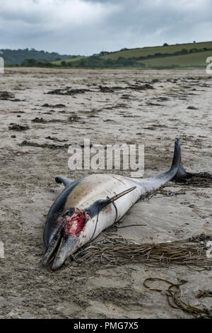 Eine gemeinsame Dolphin gewaschen mit einer Gesichtsbehandlung gash und viele Narben, die bis an den Strand in den frühen Stunden des Morgens gewaschen, nachdem die Stürme über Mais ausbreiten Stockfoto