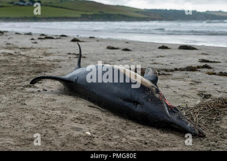 Eine gemeinsame Dolphin gewaschen mit einer Gesichtsbehandlung gash und viele Narben, die bis an den Strand in den frühen Stunden des Morgens gewaschen, nachdem die Stürme über Mais ausbreiten Stockfoto