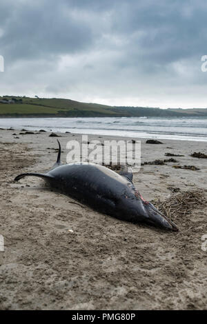 Eine gemeinsame Dolphin gewaschen mit einer Gesichtsbehandlung gash und viele Narben, die bis an den Strand in den frühen Stunden des Morgens gewaschen, nachdem die Stürme über Mais ausbreiten Stockfoto