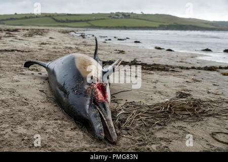 Eine gemeinsame Dolphin gewaschen mit einer Gesichtsbehandlung gash und viele Narben, die bis an den Strand in den frühen Stunden des Morgens gewaschen, nachdem die Stürme über Mais ausbreiten Stockfoto