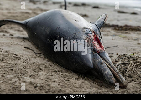 Eine gemeinsame Dolphin gewaschen mit einer Gesichtsbehandlung gash und viele Narben, die bis an den Strand in den frühen Stunden des Morgens gewaschen, nachdem die Stürme über Mais ausbreiten Stockfoto