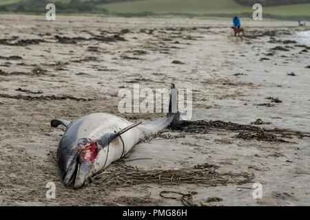 Eine gemeinsame Dolphin gewaschen mit einer Gesichtsbehandlung gash und viele Narben, die bis an den Strand in den frühen Stunden des Morgens gewaschen, nachdem die Stürme über Mais ausbreiten Stockfoto