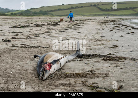 Eine gemeinsame Dolphin gewaschen mit einer Gesichtsbehandlung gash und viele Narben, die bis an den Strand in den frühen Stunden des Morgens gewaschen, nachdem die Stürme über Mais ausbreiten Stockfoto