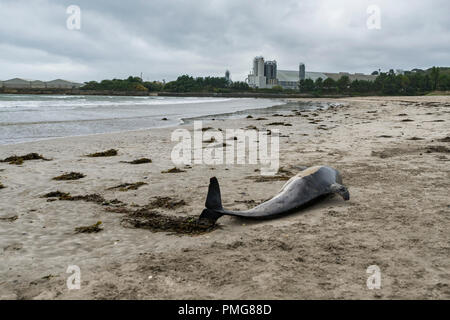 Eine gemeinsame Dolphin gewaschen mit einer Gesichtsbehandlung gash und viele Narben, die bis an den Strand in den frühen Stunden des Morgens gewaschen, nachdem die Stürme über Mais ausbreiten Stockfoto