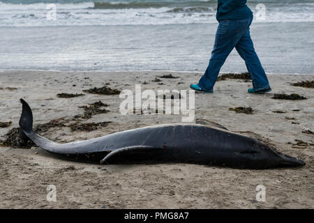 Eine gemeinsame Dolphin gewaschen mit einer Gesichtsbehandlung gash und viele Narben, die bis an den Strand in den frühen Stunden des Morgens gewaschen, nachdem die Stürme über Mais ausbreiten Stockfoto