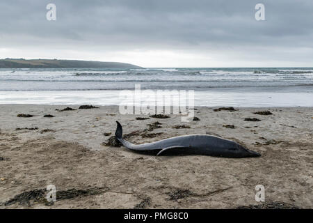 Eine gemeinsame Dolphin gewaschen mit einer Gesichtsbehandlung gash und viele Narben, die bis an den Strand in den frühen Stunden des Morgens gewaschen, nachdem die Stürme über Mais ausbreiten Stockfoto