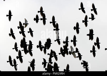 Zwei Tauben unter einem Schwarm Krähen, 50 oder mehr Insgesamt Stockfoto