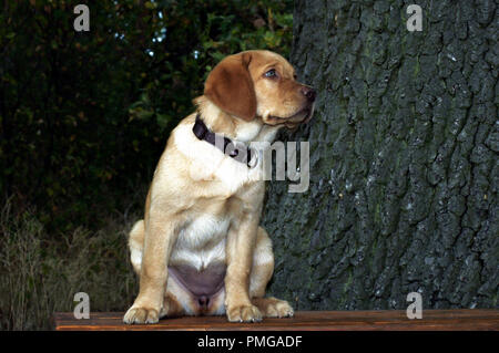 Süße blonde Labrador Welpe Stockfoto