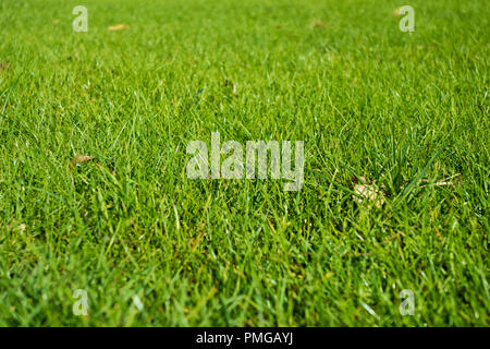 Grüne Feder Gras Hintergrund Stockfoto