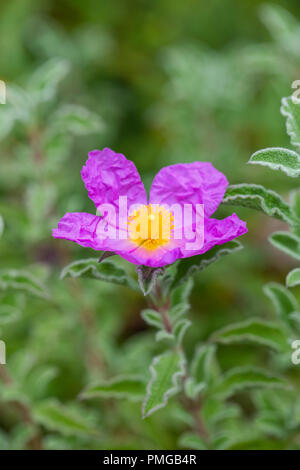 In der Nähe von Rosa Rock Rose - Cistus Creticus Blüte in einem Englischen Garten Stockfoto