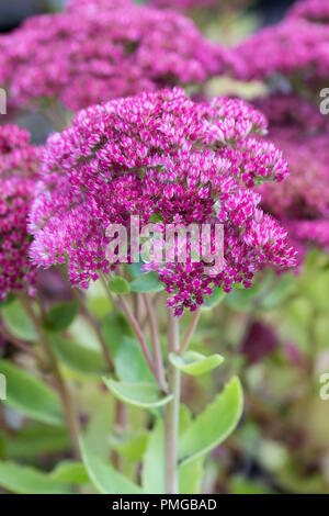 Nahaufnahme von Sedum Herbstfreude Herbst Freude - - mauerpfeffer Blüte im September Stockfoto