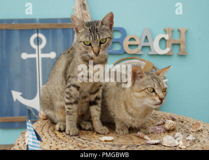 Zwei Hauskatzen, schwarz gestromt, zwischen maritim Deko sitzen Stockfoto