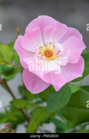 Nahaufnahme einer blassrosa Strauchrose - Rosa die Ladys Blush blüht in einem englischen Garten, England, Großbritannien Stockfoto