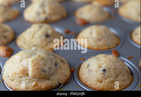 Vorderansicht von mehreren frisch gebackenem warmen mundgerechte Chocolate Chip Muffins in einem Mini muffin Backform mit den ersten beiden im Fokus. Stockfoto