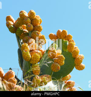 Feigenkakteen in Obst, quadratischen Bild mit einem Plan und blauer Himmel für Text über selektive Fokus lag Stockfoto