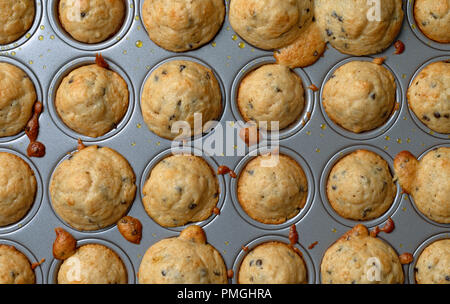 Blick von oben auf die mehrere warme mundgerechte Chocolate Chip Muffins in einem Mini muffin Backform. Stockfoto