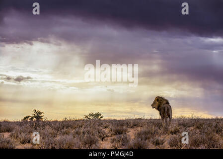 Kalahari Schwarz Mähnenlöwen Stockfoto