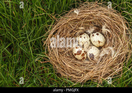 Mit 4 Eiern von der Wachtel im grünen Gras in den Wald Nest Stockfoto