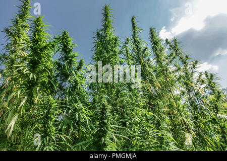 Cannabis sativa, der hohen Hanf anbaut Stockfoto