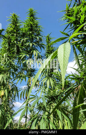 Cannabis sativa wächst hohe Pflanzen Stockfoto