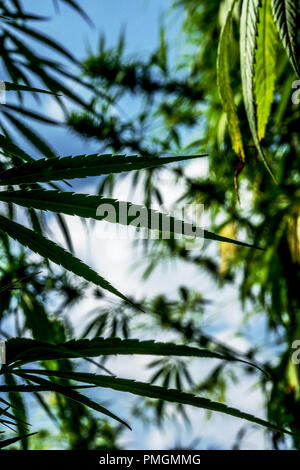 Cannabis sativa Pflanzen Stockfoto