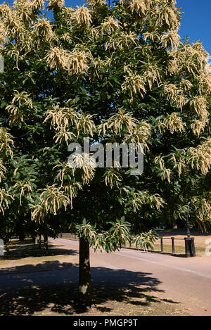 Castanea sativa Blüte Stockfoto