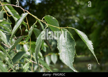 Celtis australis Stockfoto