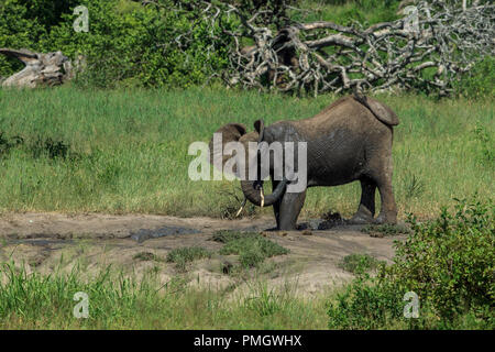 Ein junger Elefant in ein Schlammbad Stockfoto