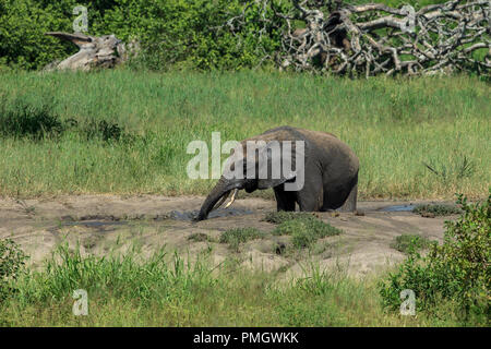 Ein junger Elefant in ein Schlammbad Stockfoto