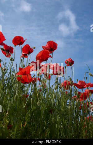 Rote Blumen von Papaver rhoeas Stockfoto
