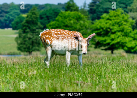 Ein Reh neugierig an die Kamera, Tatton Park, England. Stockfoto