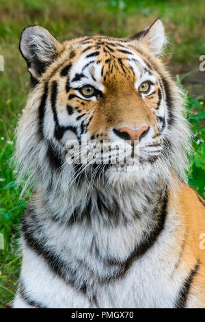 Eine Sibirische Tiger (amur) neugierig in die Ferne in Knowsley Safari Park, England. Stockfoto