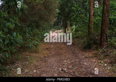 Pfad schlängelt sich im Wald Sie das Laub und einige Stämme siehe Stockfoto