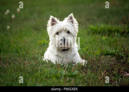 West Highland White Terrier Hunderasse, liegt auf dem grünen Rasen am Abend auf die Natur, die kleinen schwarzen Augen in die Kamera schauen, weiße Haare, niedliche Stockfoto