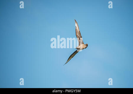 Great Skua (Bonxie) Eulen skua. Hermaness, Shetland, Großbritannien Stockfoto