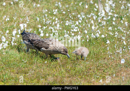 Great Skua (Bonxie) Eulen skua. Hermaness, Shetland, UK. Fütterung Küken. Stockfoto