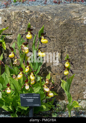 Lady's Slipper Orchid: Cypripedium calceolus. Seltene heimische zu Großbritannien. Im botanischen Garten, Surrey, UK fotografiert. Stockfoto