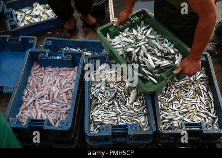 (180918) - GAZA, Sept. 18, 2018 (Xinhua) - eine Palästinensische Fischer zeigt seinen Fang an der Seehafen in Gaza, in Gaza Stadt, Sept. 17, 2018. Um mit der Funktion: Gaza fischer Kampf inmitten der maritimen Israels Beschränkungen (Xinhua/Stringer) (Rh, um zu überleben). Stockfoto