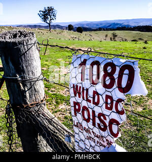 Australische Landwirte wurden über wilde Hunde und Wildschweinen auf der Pirsch auf der Suche nach Futter in der aktuellen Dürre gewarnt. Sind Köder, die Raubtiere zu bekämpfen, wie der Frühling nähert. © Hugh Peterswald/Alamy leben Nachrichten Stockfoto