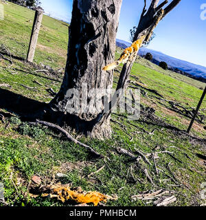 Australische Landwirte wurden über wilde Hunde und Wildschweinen auf der Pirsch auf der Suche nach Futter in der aktuellen Dürre gewarnt. Sind Köder, die Raubtiere zu bekämpfen, wie der Frühling nähert. © Hugh Peterswald/Alamy leben Nachrichten Stockfoto