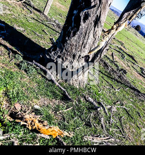 Australische Landwirte wurden über wilde Hunde und Wildschweinen auf der Pirsch auf der Suche nach Futter in der aktuellen Dürre gewarnt. Sind Köder, die Raubtiere zu bekämpfen, wie der Frühling nähert. © Hugh Peterswald/Alamy leben Nachrichten Stockfoto