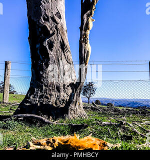 Australische Landwirte wurden über wilde Hunde und Wildschweinen auf der Pirsch auf der Suche nach Futter in der aktuellen Dürre gewarnt. Sind Köder, die Raubtiere zu bekämpfen, wie der Frühling nähert. © Hugh Peterswald/Alamy leben Nachrichten Stockfoto