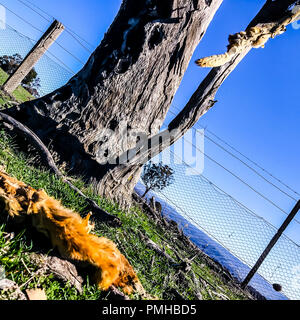 Australische Landwirte wurden über wilde Hunde und Wildschweinen auf der Pirsch auf der Suche nach Futter in der aktuellen Dürre gewarnt. Sind Köder, die Raubtiere zu bekämpfen, wie der Frühling nähert. © Hugh Peterswald/Alamy leben Nachrichten Stockfoto