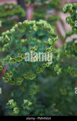 Euphorbia characias Schwarze Perle Stockfoto