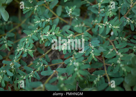 Euphorbia maculata Nahaufnahme Stockfoto