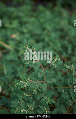 Euphorbia maculata Nahaufnahme Stockfoto