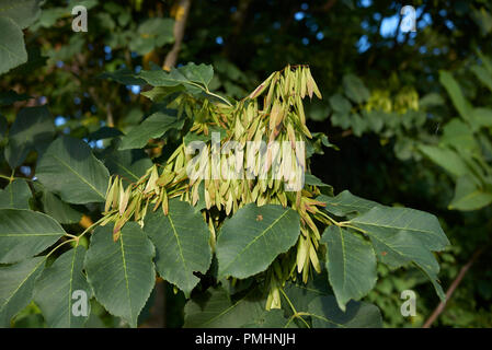 Fraxinus ornus Zweig mit Früchten Stockfoto