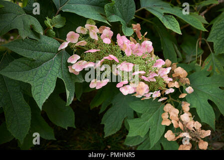 Hydrangea quercifolia Stockfoto